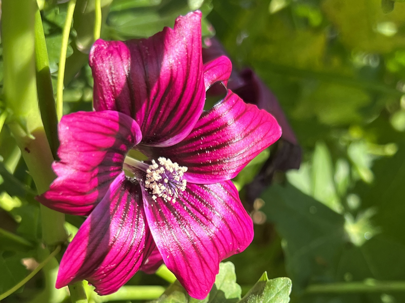 Picture of California native flower