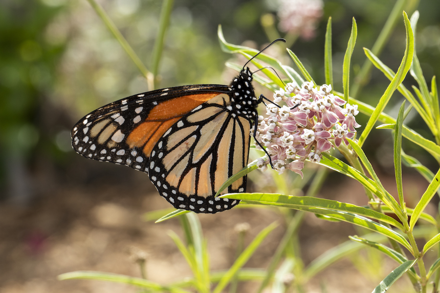 Picture of monarchn butterfly on native flower